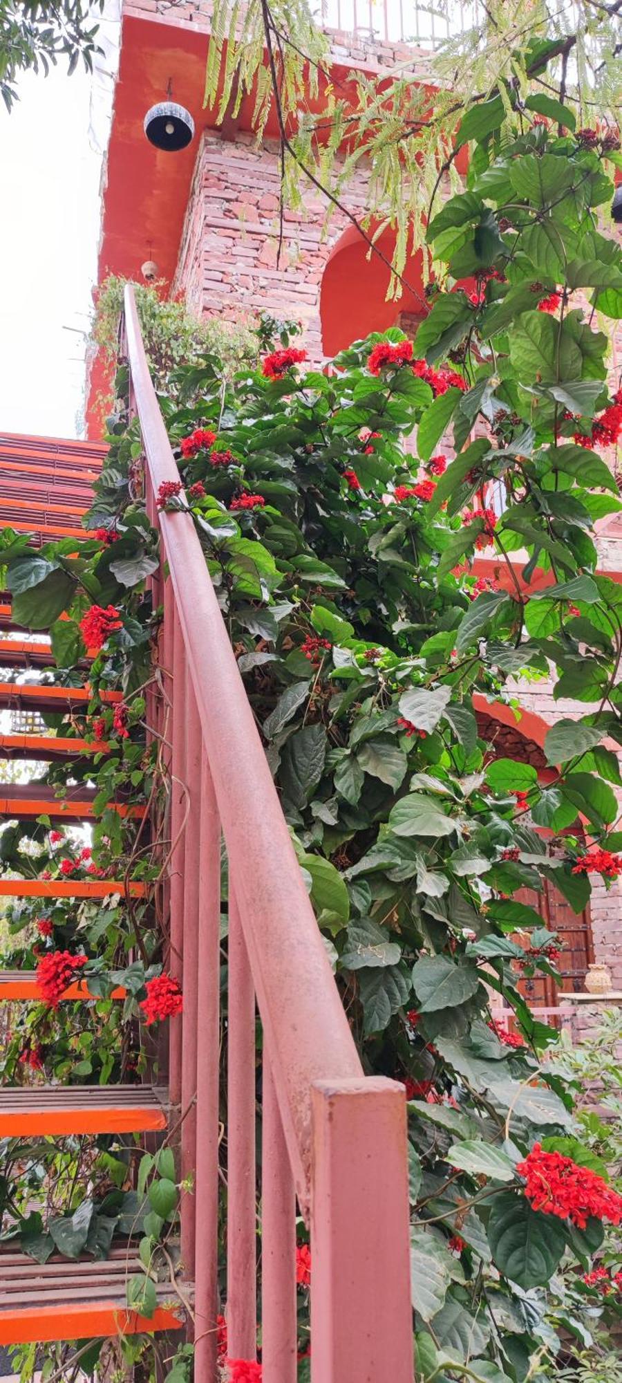 Bed and Breakfast The Secret Garden Pushkar Exterior foto
